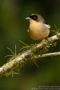 BRAZIL - ATLANTIC RAINFOREST